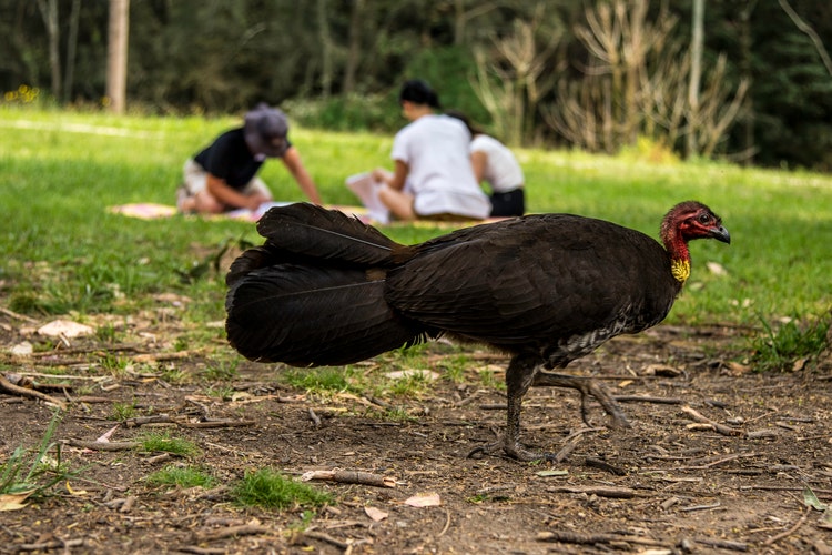 A brush turkey walking on the ground with people sitting behind it