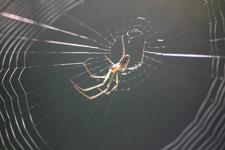 Close up of a spider in a web