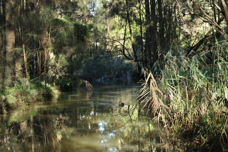 A duck gliding on top of a creek
