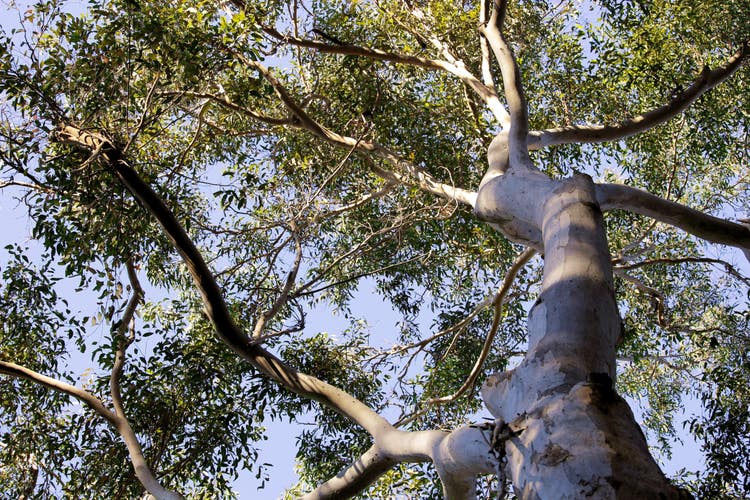 Looking upwards at the leaves in the canopy of a eucalyptus tree
