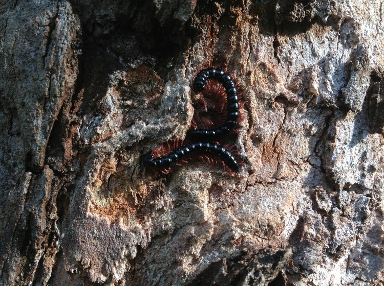 Two millipedes curled up in the bark of a tree