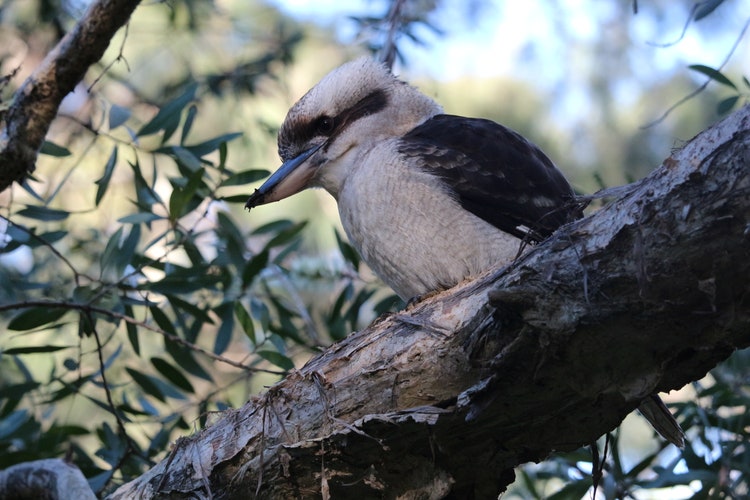 Kookaburra sitting on a branch in a tree