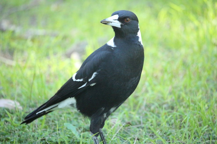 Close up of a magpie standing on the ground