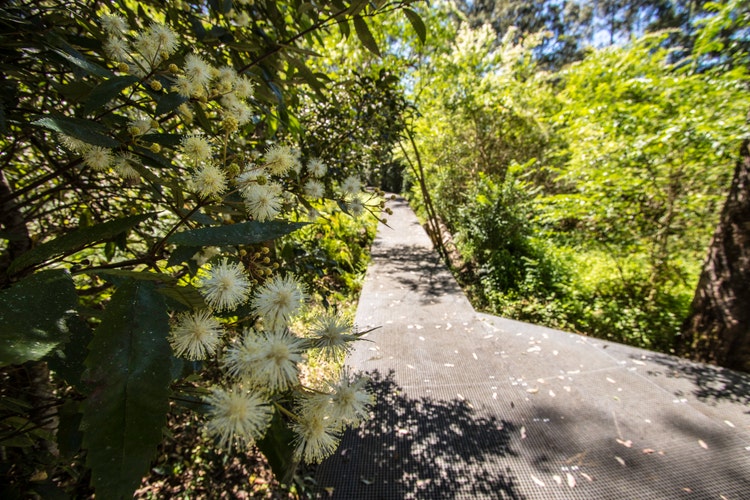 View of a boardwalk in between a forest setting with some flowers in the foreground