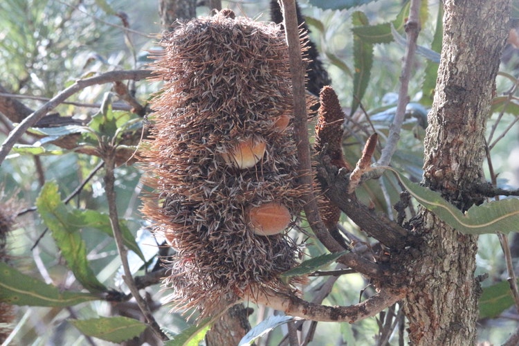 Close up of a banksia flower cone