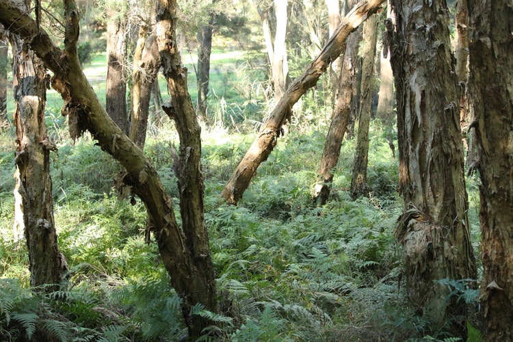 Paper bark trees standing in a fern undergrowth