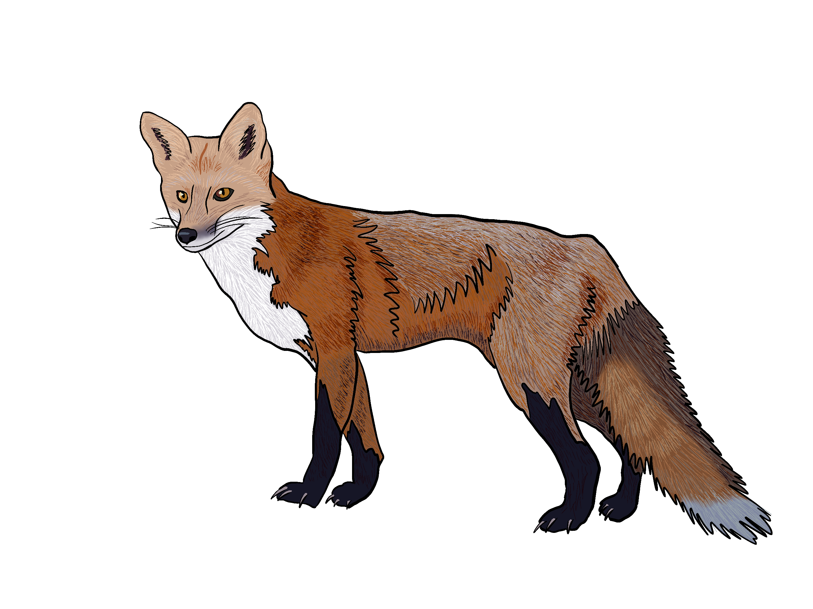 Red fox illustrations