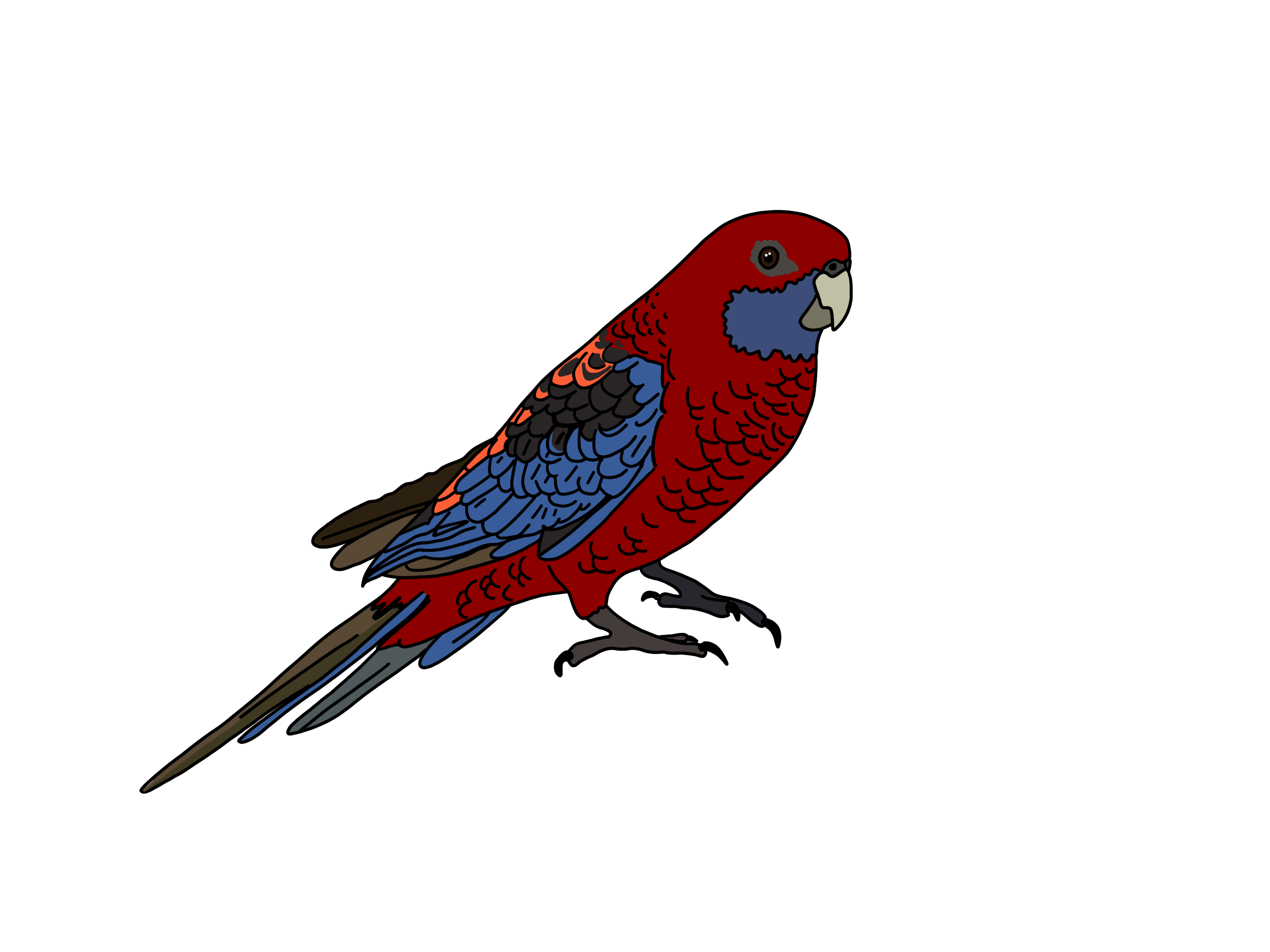 Bird with curved beak and long tail perched on a branch. The head and body are red in colour. The cheeks, tail and wing feathers are blue in colour.