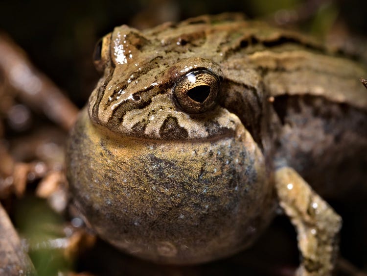 Close up of a frog with its chin inflated