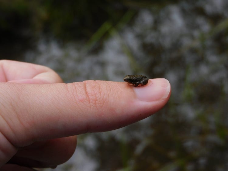 A tiny brown frog sitting on a human's thumbnail