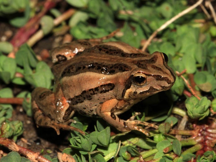 A small brown frog with stripes and gold eyes on the ground