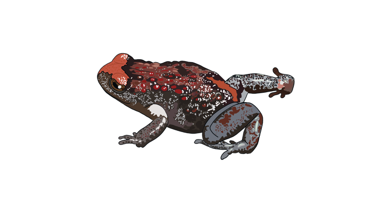 The knobbly red back of a red-crowned toadlet