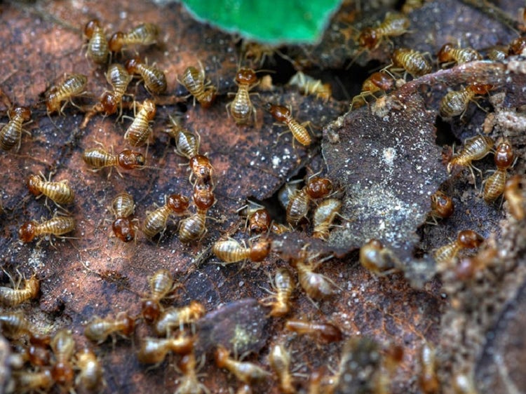 Termites