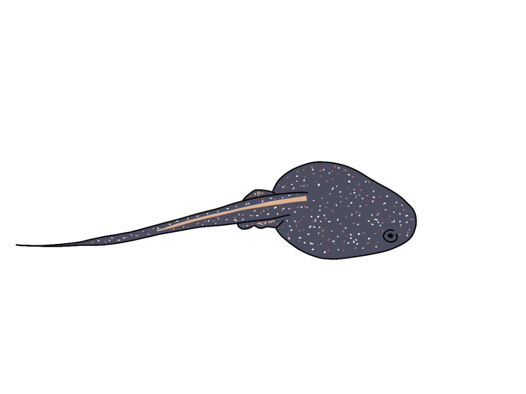 Tadpole with oval shaped body and long narrow tail