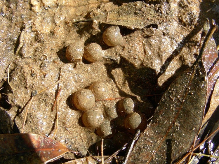 Red-crowned toadlet eggs laid on damp soil under leaves