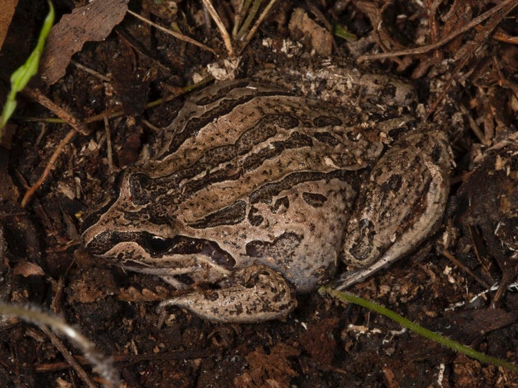 Striped marsh frogs can grow quite large