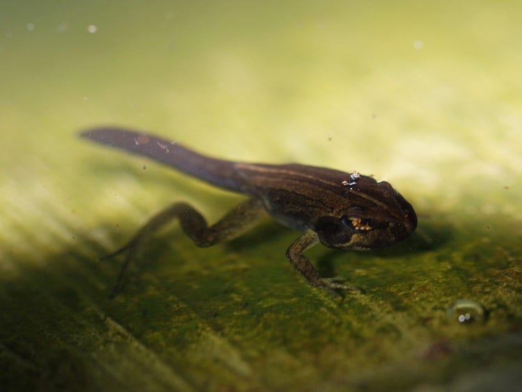 Tadpole with legs developing and a tail