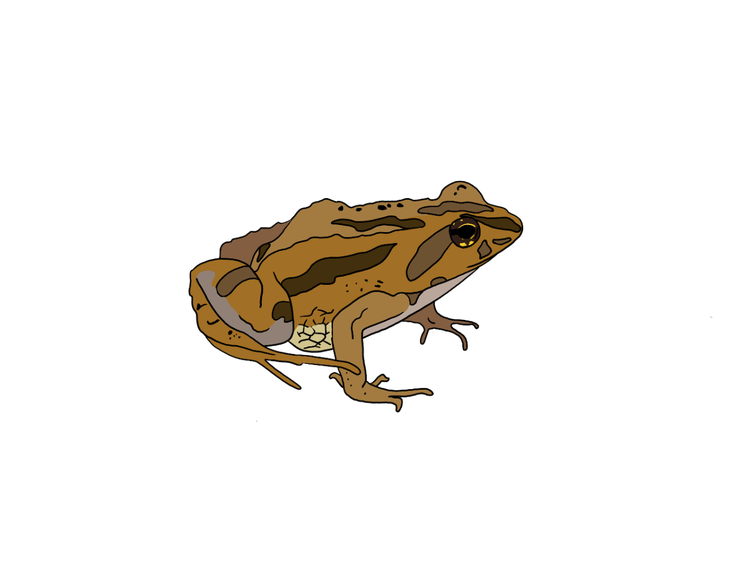 Common eastern froglet with dark brown patches on its brown body