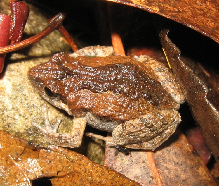 A birds eye view of a brown frog hiding under leaves and bark
