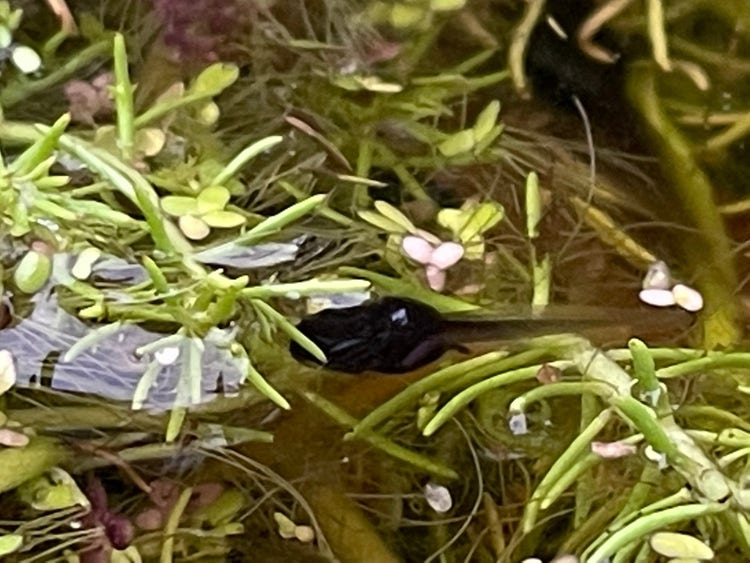 Tadpole in a water with aquatic plants