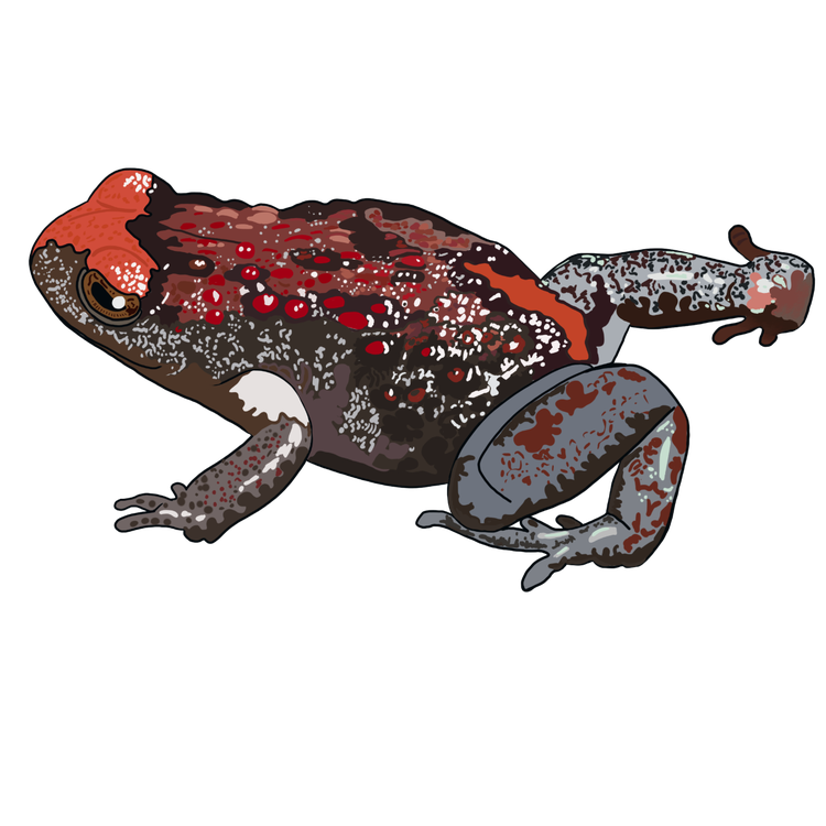 Adult red-crowned toadlet