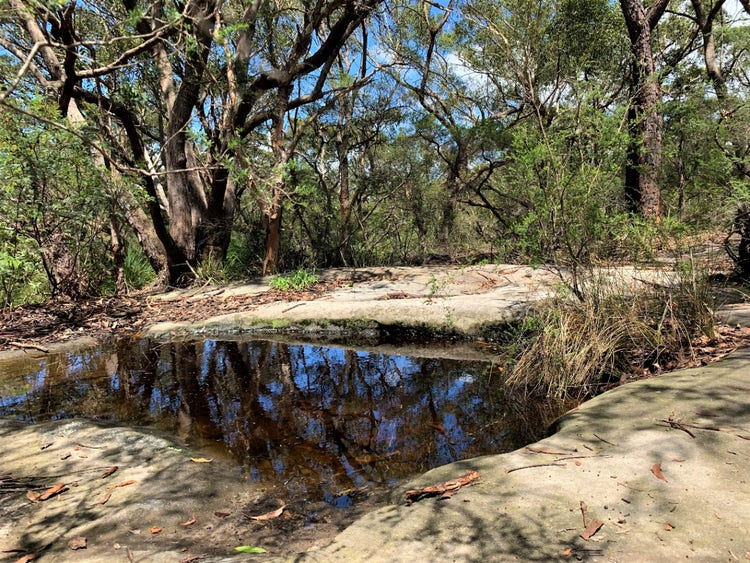 A forest landscape with a pond surrounded by rocks and trees