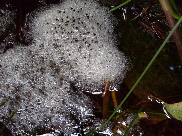 Frog eggs in water