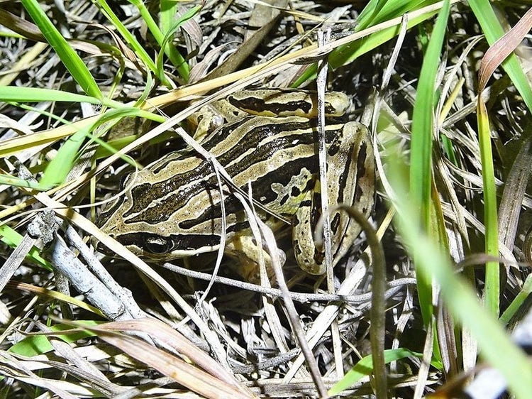 Striped marsh frog hidden in grass