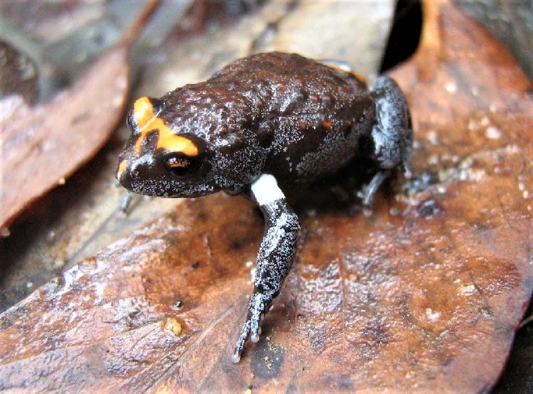 A red-crowned toadlet with yellow patch across its head and a red back