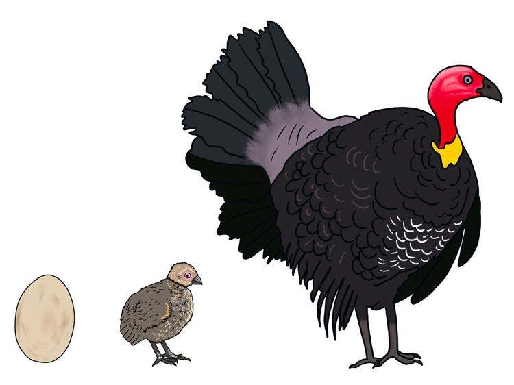 An egg, small brown chick and adult male brush turkey