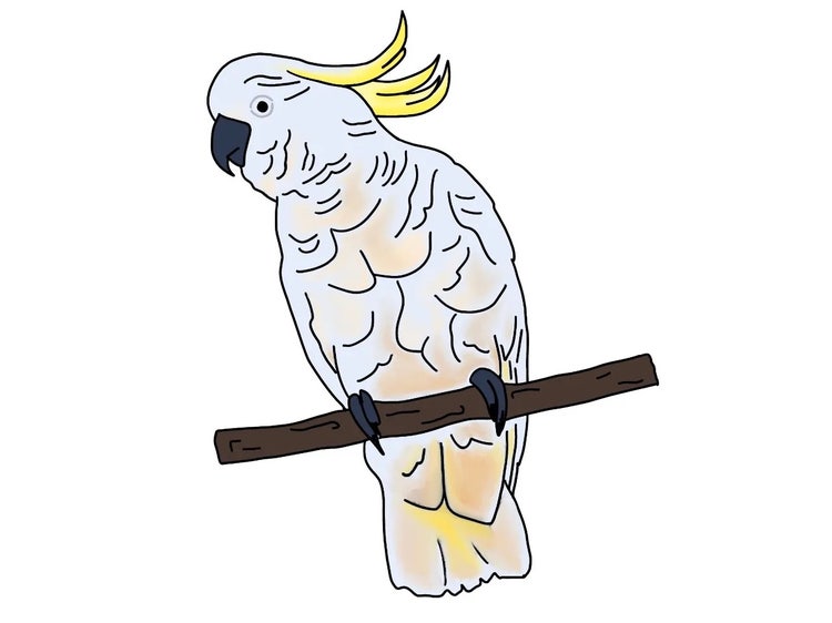 Sulphur-crested cockatoo perched on a branch with raised yellow crest, white feathers and a black pointed beak.