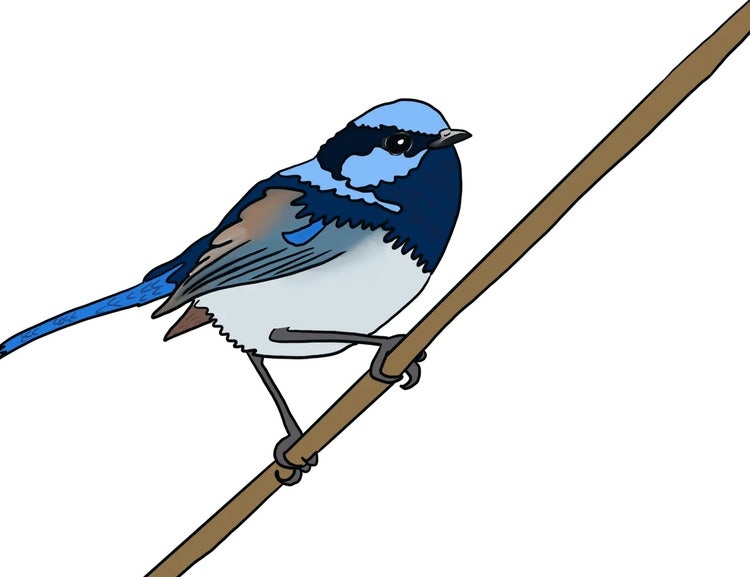 Male superb fairywren perched on a twig with a dark blue body and lighter blue head and tail.