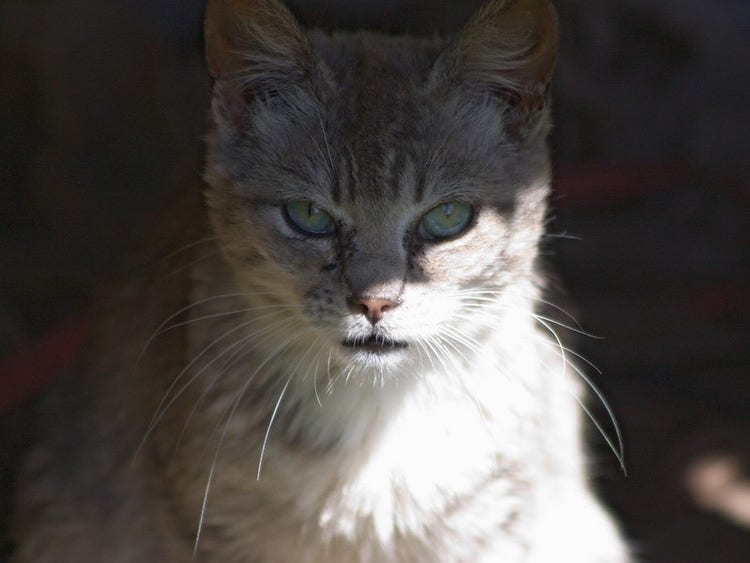 Feral cat.