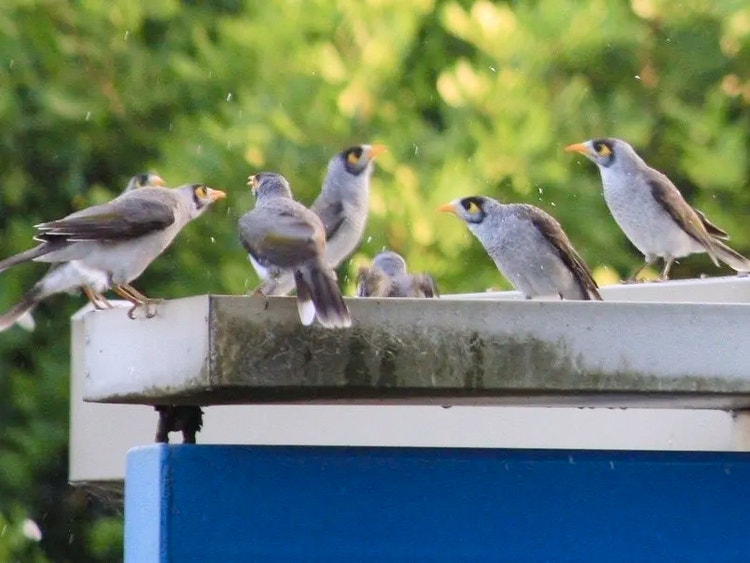 Group of noisy miners perched together on a supermarket roof, showing how they live in large noisy groups.