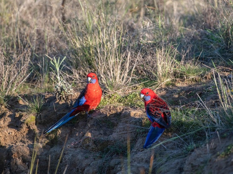Two crimson rosella birds on the ground standing on soil near low tussocks of grass.