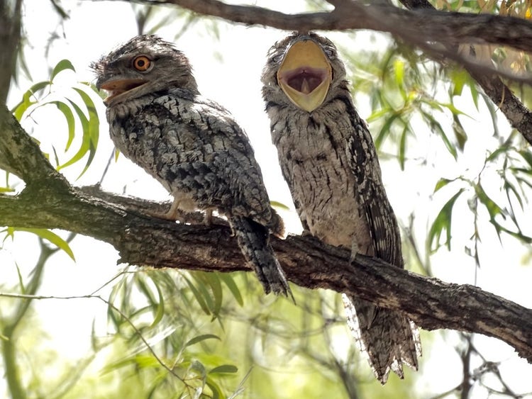 Two tawny frogmouths on a branch. One has its beak wide open showing the bright yellow inside.