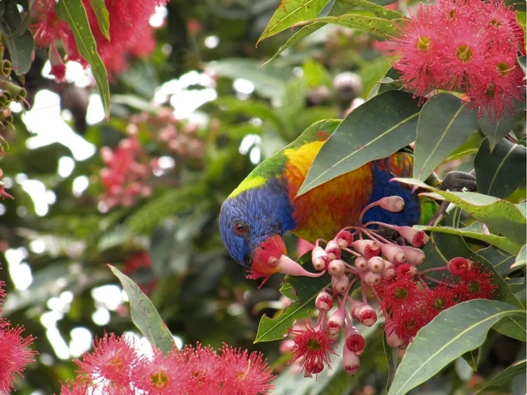 Rainbow lorikeet with its beak inside a gum blossom and pollen-covered stamens touching its forehead and throat.
