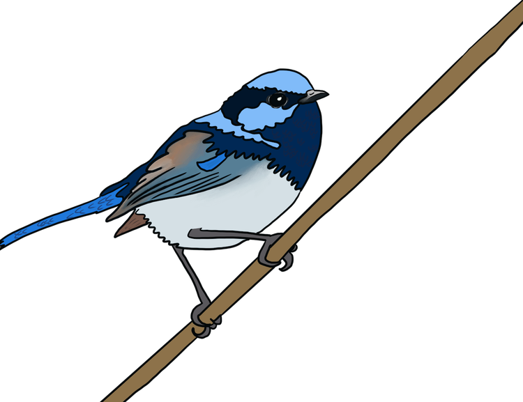 Male superb fairywren with dark blue body and lighter blue head