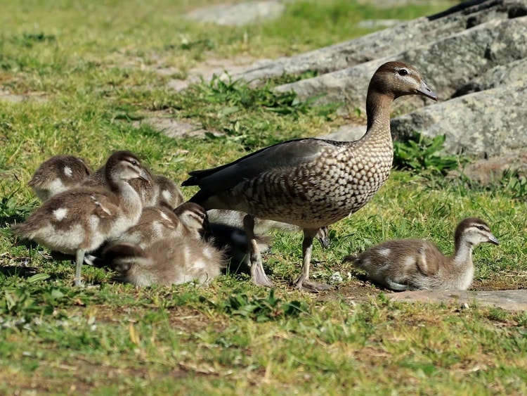 Female wood duck with white stripes above and below her eye standing on grass surrounded by many ducklings.