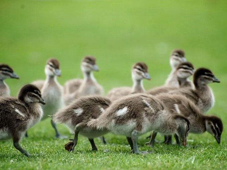 Group of wood duck chicks browsing on grass with fluffy down feathers that look softer than the adults’ plumage.