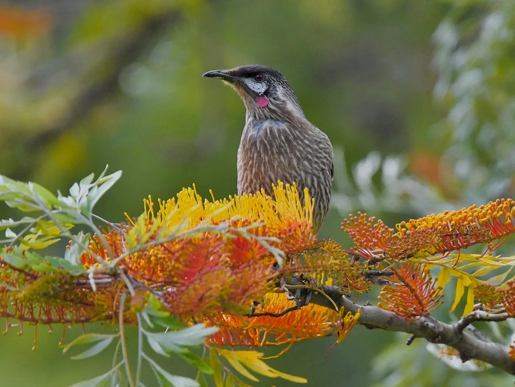 Red wattlebird perched among bright orange silky oak flowers rich in nectar.