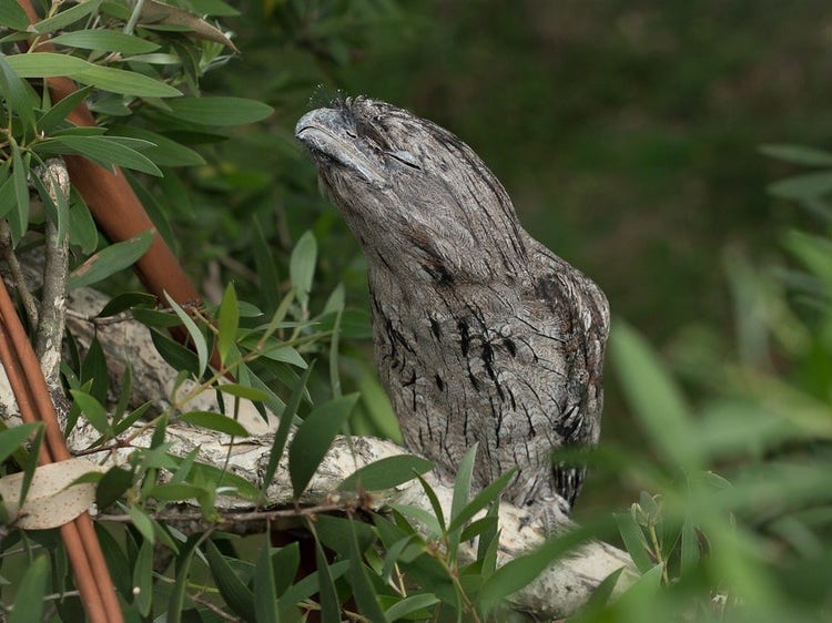 A tawny frogmouth sitting up straight and narrow with closed eyes.