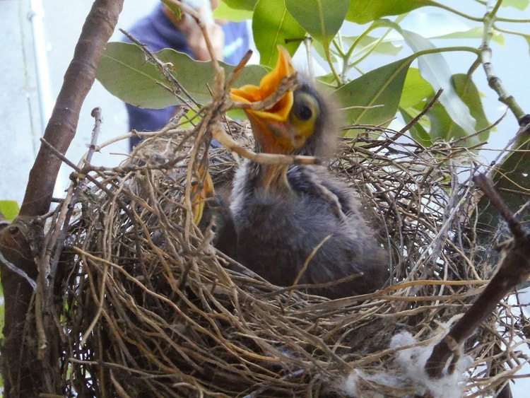 Round cup-shaped noisy miner nest made of fine twigs with two chicks inside.