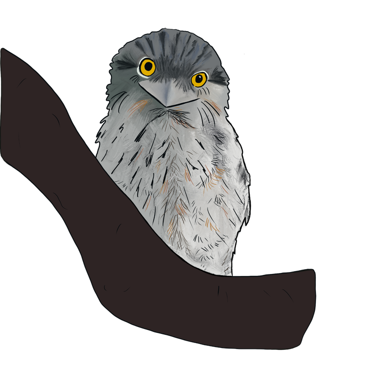 Tawny frogmouth with large triangular beak and large round forward facing eyes
