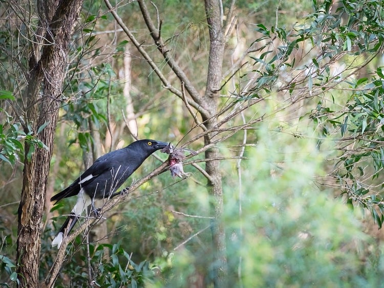A pied currawong eating a prey item held in the fork of a tree branch.