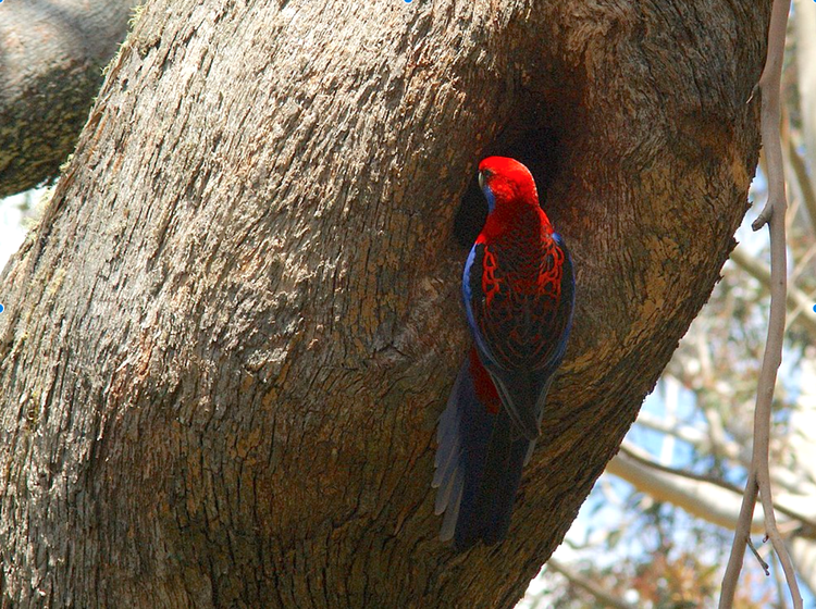 A crimson rosella clinging onto the base of a natural hole in a large tree trunk.