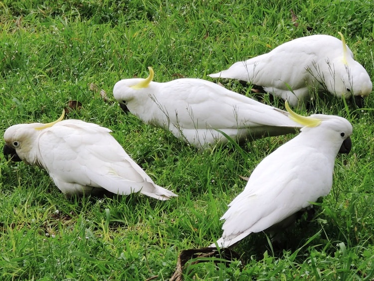 Four sulphur-crested cockatoos on the ground feeding on grass stalks together.