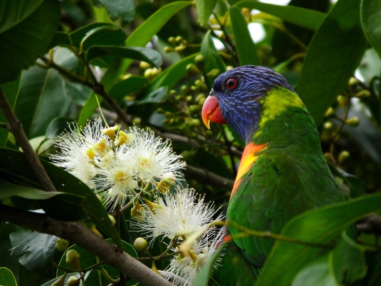 Rainbow lorikeet sitting on a branch with feathery blossoms