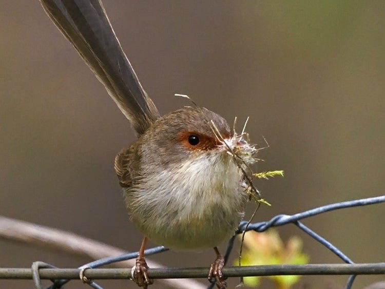 A female superb fairywren with nesting material in her beak.