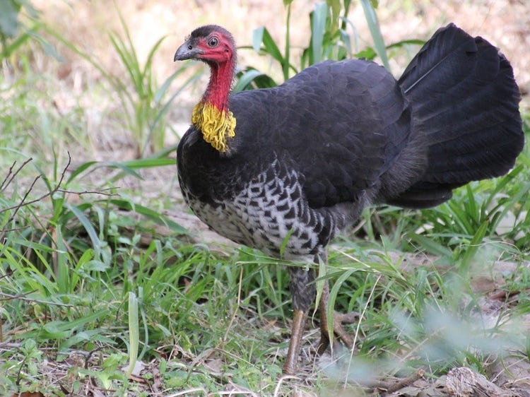 Brush turkey walking on the ground